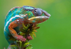 chameleon2